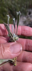 Centella tridentata