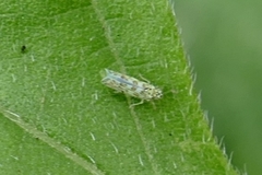 Eupteryx decemnotata