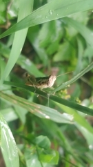 Pseudoxya