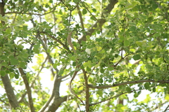 Dolichandrone falcata