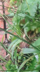 Pseudoxya