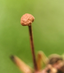 Ophiocordyceps dipterigena