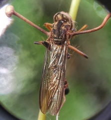 Ophiocordyceps dipterigena