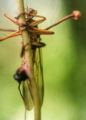 Ophiocordyceps dipterigena