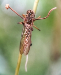 Ophiocordyceps dipterigena