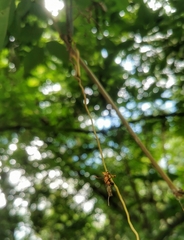 Ophiocordyceps dipterigena
