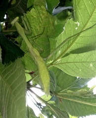 Hierodula membranacea