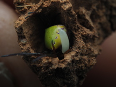 Araneus viridiventris