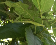 Hierodula membranacea