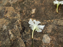 Dolichandrone falcata