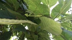 Hierodula membranacea