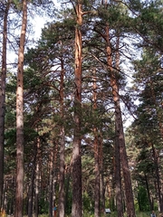 Pinus sylvestris