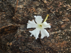Dolichandrone falcata
