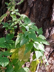 Urtica dioica