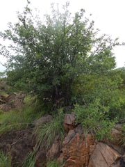 Dolichandrone falcata