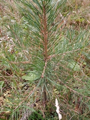 Pinus sylvestris