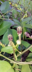 Ceropegia bulbosa