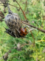 Coccinella septempunctata