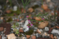 Polygala ericifolia