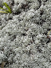 Helichrysum argyrophyllum