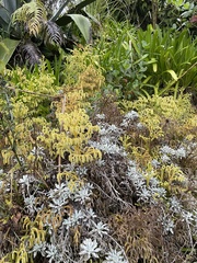 Helichrysum argyrophyllum