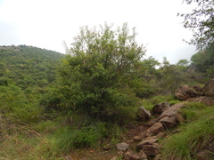 Dolichandrone falcata