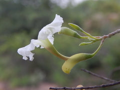 Dolichandrone falcata
