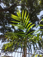 Chamaedorea seifrizii