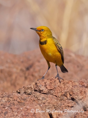Yellow Chat photo 5