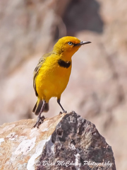 Yellow Chat photo 3