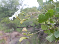 Dolichandrone falcata