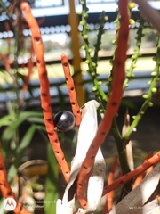 Chamaedorea seifrizii