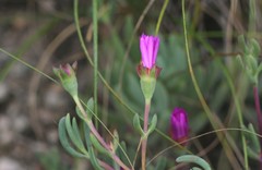 Lampranthus coralliflorus