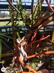 Chamaedorea seifrizii