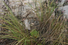Haworthia cymbiformis