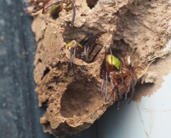 Araneus viridiventris