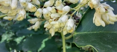 Dalbergia latifolia