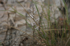 Haworthia cymbiformis