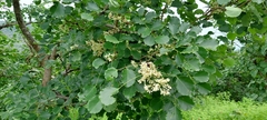 Dalbergia latifolia
