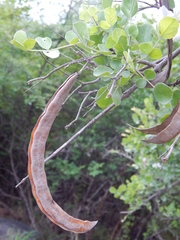 Dolichandrone falcata
