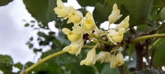 Dalbergia latifolia