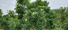 Dalbergia latifolia