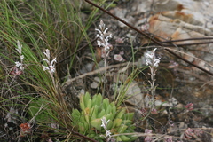 Haworthia cymbiformis