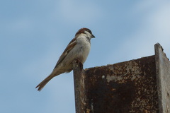 Passer domesticus persicus