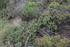 Lampranthus coralliflorus