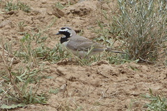 Eremophila alpestris albigula