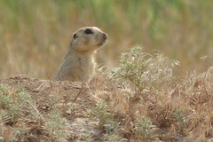 Spermophilus fulvus