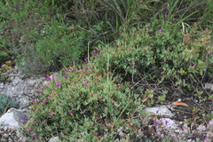 Lampranthus coralliflorus