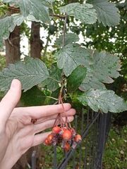 Scandosorbus