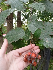 Scandosorbus